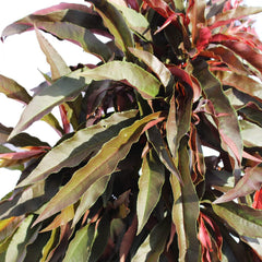 KENTIS – Zwerg Pfirsichbaum – Pfirsich Crimson Bonfire – Echte Outdoor Pflanzen – Garten Obstbaum – Obstpflanzen – Topf Ø 24 Cm