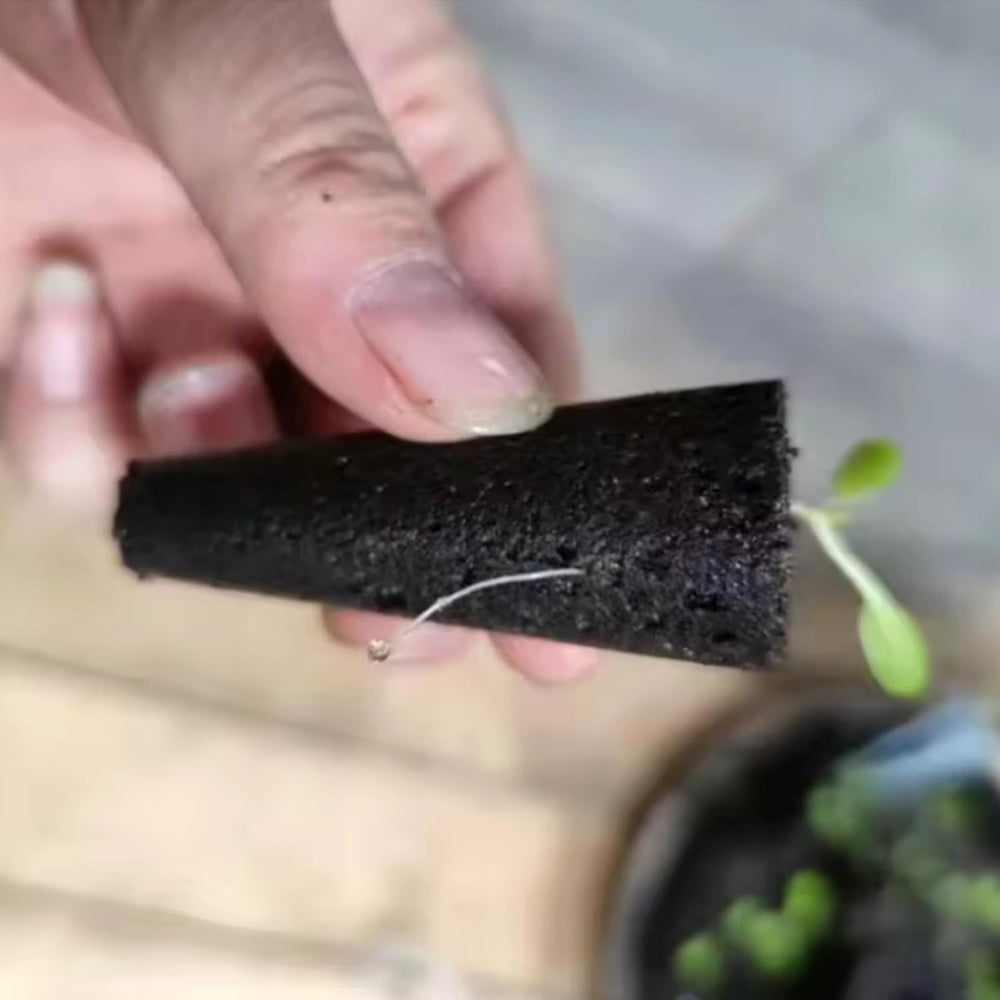 50 éponges de culture de remplacement, tubes d'établissement de semences, bouchons d'éponge de culture de racines, kits de culture hydroponique pour systèmes de culture hydroponique, culture hydroponique d'intérieur, jardin