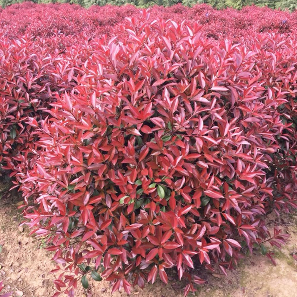 Glanzmispel Red Robin - Hecken Bio Sträucher Garten Balkonpflanzen Exotische Outdoor Seltene Bodendecker Für Sonnige Plätze Schnell Wachsende Sträucher Blühende Sträucher 500Samen