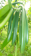 Poudre de vanille 50 G, poudre de vanille moulue 100% pure Arômes Naty Shop