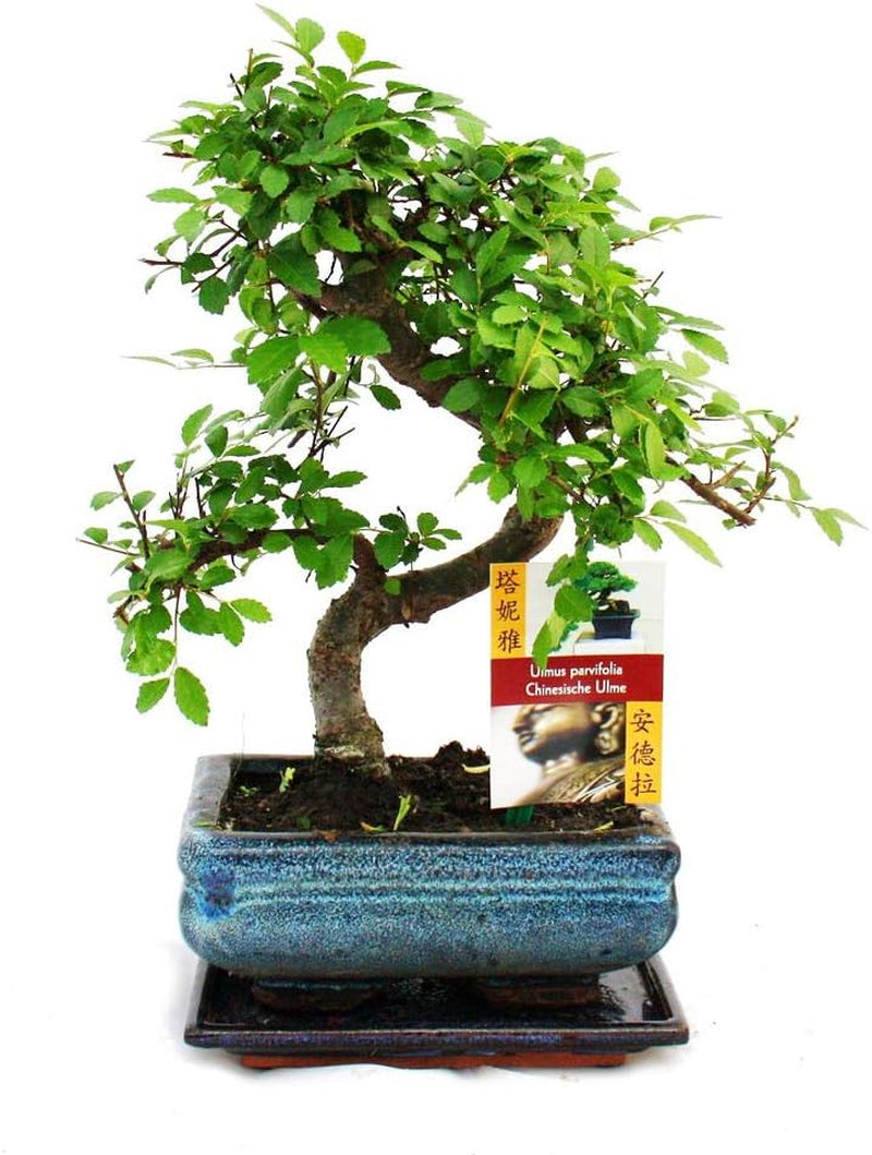 Exotenherz - Bonsai Chinesischer Feigenbaum - Ficus Retusa - Ca. 10 Jahre
