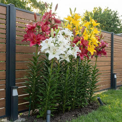 Collection de bulbes de lys géants (15 bulbes de fleurs), 5 variétés parfumées, 5 de chaque couleur, mélange de plantes vivaces hollandaises pour le jardin (grands bulbes, sans pépins)