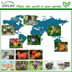 SAFLAX - Joshua Tree - 10 Samen - Yucca Brevifolia
