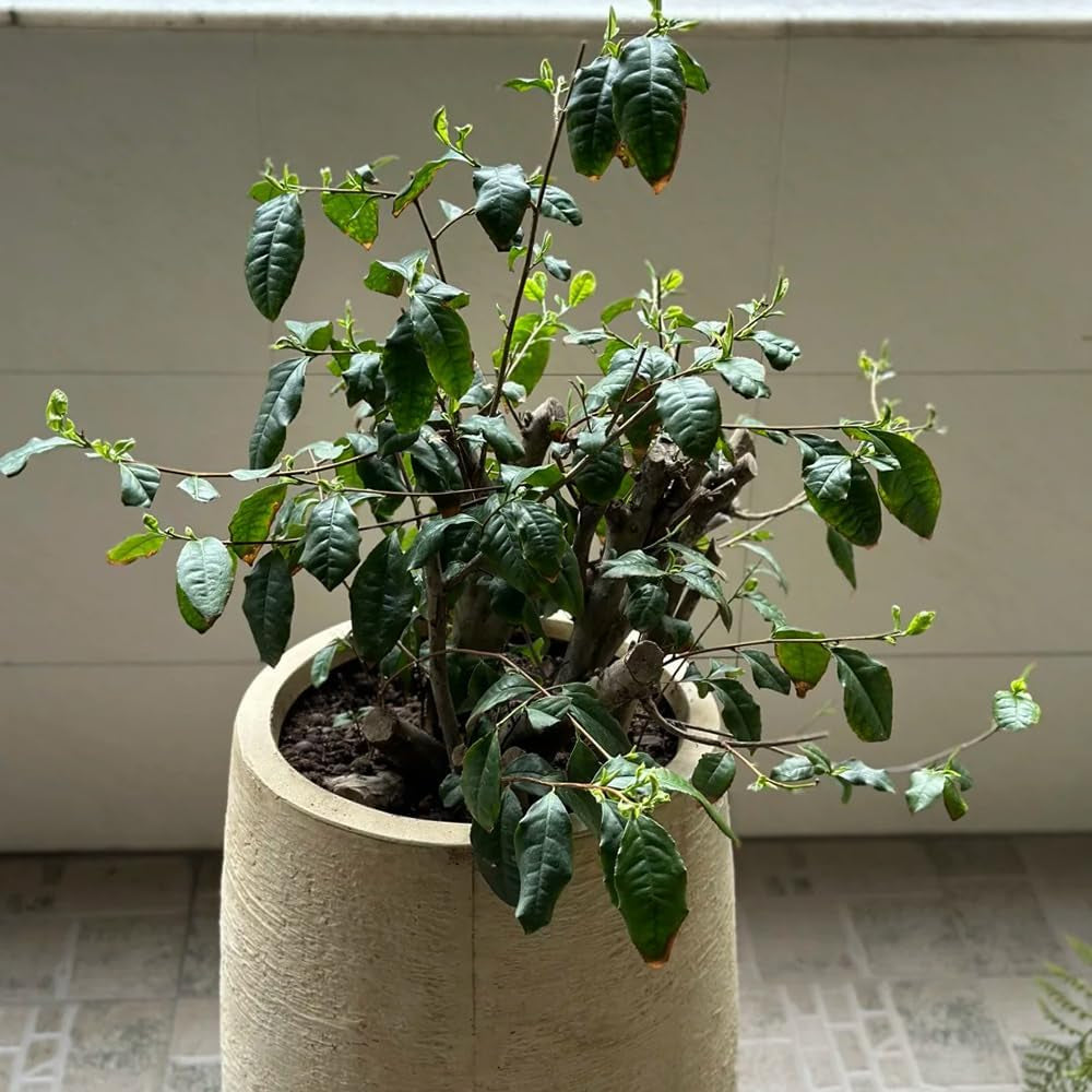 Grüner Tee - Teebaum - Bonsaibaum Züchten Teepflanze Kaufen Balkonpflanzen, Schnittblumen Balkon Exotische Winterhart 30Samen