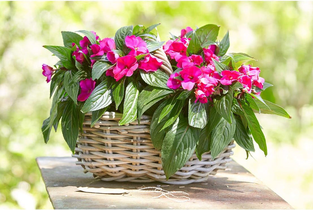 Panier à fleurs en rotin Dehner avec anse, env. 46 x 39 x 18 cm, tissu rotin, gris/marron