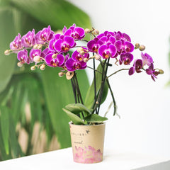 Kolibri Orchids | Lila Phalaenopsis Orchidee - Morelia - Topfgröße Ø9Cm | Blühende Zimmerpflanze - Frisch Vom Züchter