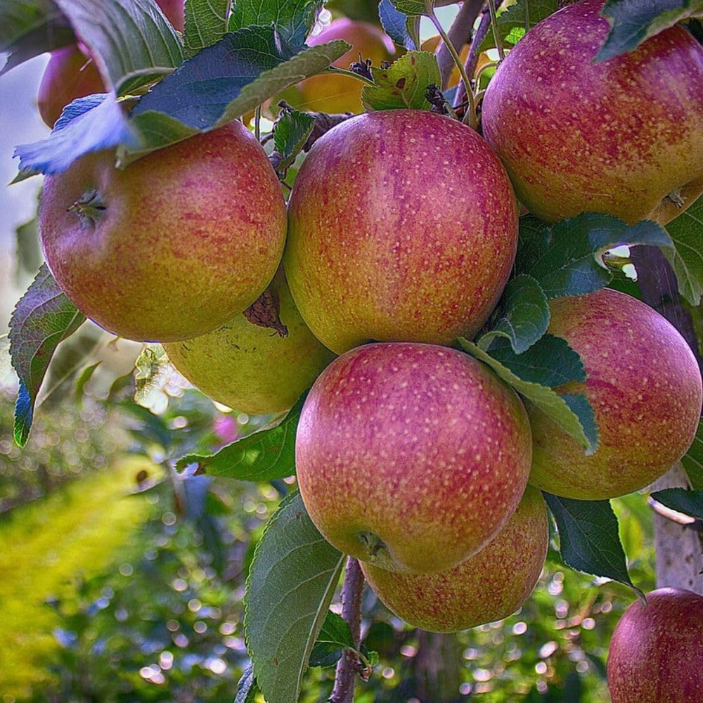 Apfelbaum Fuji – Antike Sorte, Topf Ø 26 Cm, Max. Wuchshöhe 180 Cm Alter: 4 Jahre – Italienische Baumschule