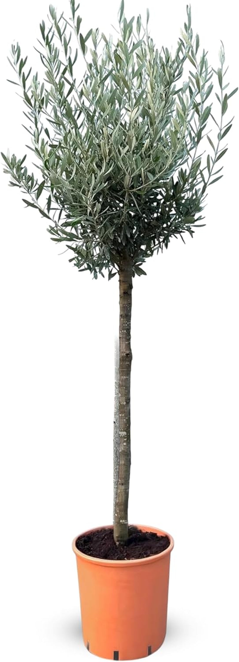 Sunny Tree Olivenbaum Olive '25 Jahre' 160 Cm, A+ Qualität, Winterhart, Olea Lechin Winterhart -18