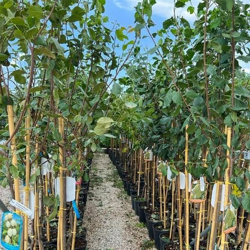 Susini Strümpfe Von Nonne Gelb Pflanze Ab Frucht Antik Auf Vase 24/26- Baum Max 160~180Cm -4 Jahre