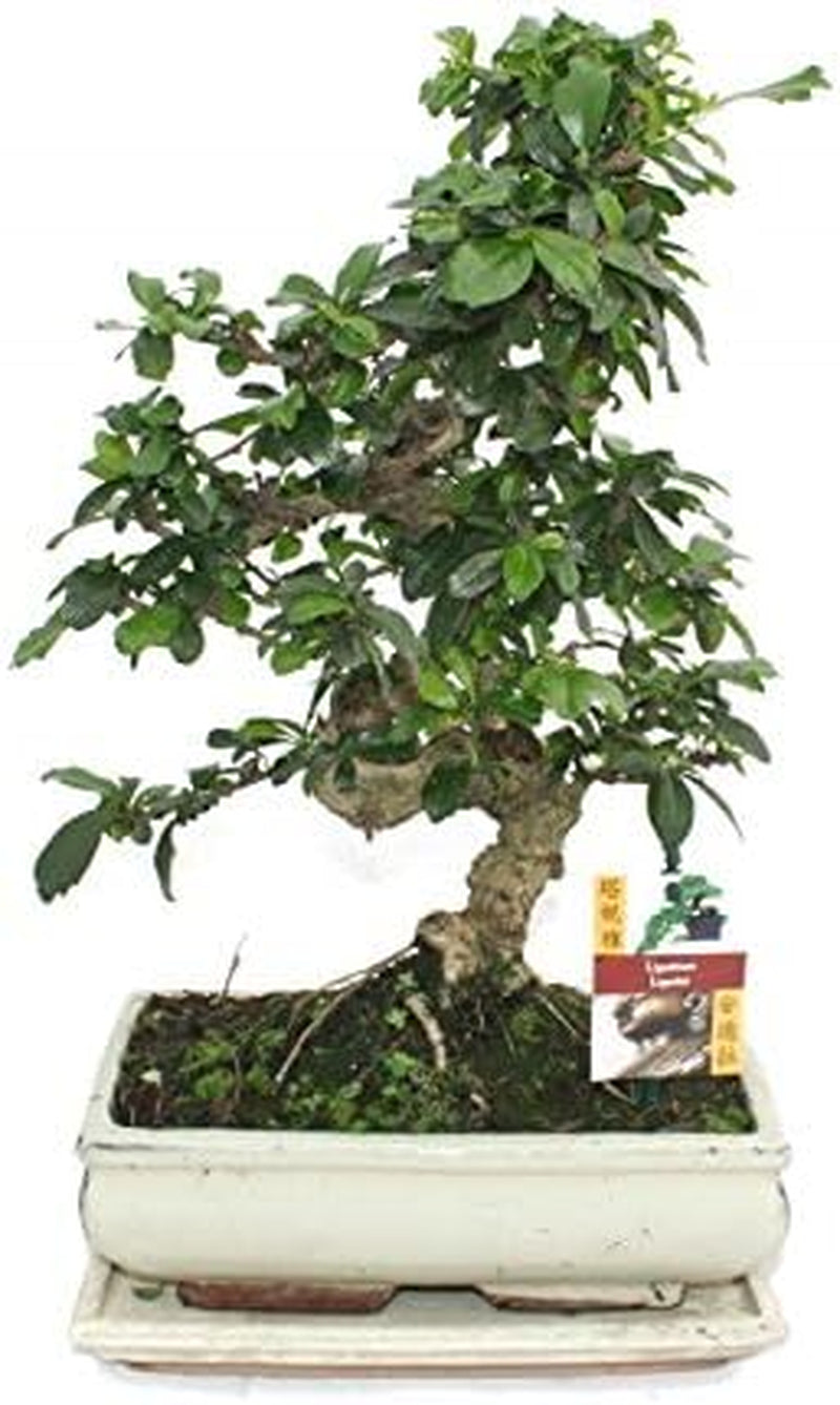 Exotenherz - Bonsai Chinesischer Feigenbaum - Ficus Retusa - Ca. 10 Jahre