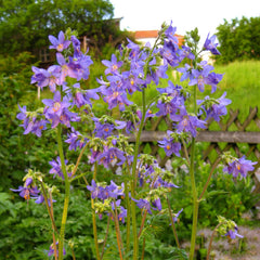 Jakobsleiter (Polemonium Caerulum) Bio - Ca. 60 Samen
