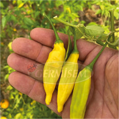 Paprika Lemon Drop