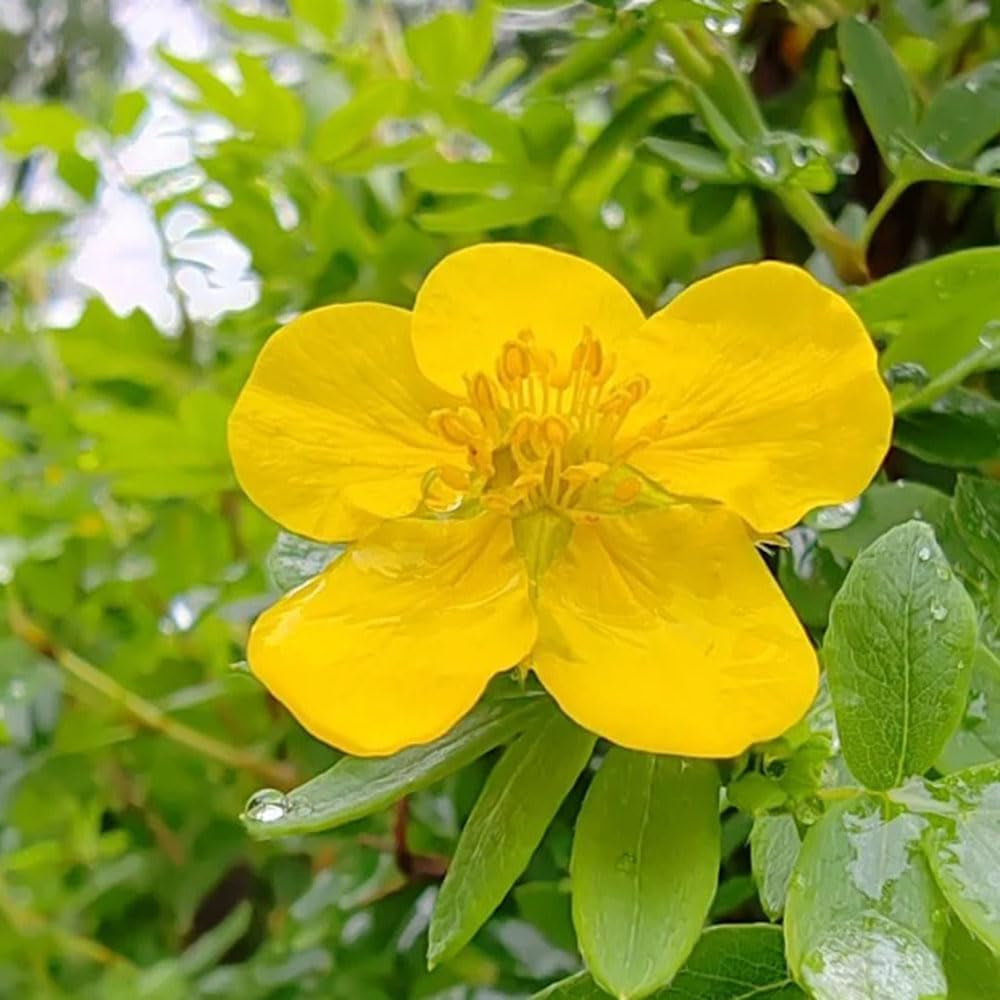 Fingerstrauch Winterhart - Bodendecker Mehrjährig, Hochbeete Für Garten, 150Samen