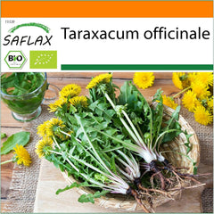 SAFLAX - BIO - Pissenlit - 400 graines - Taraxacum officinale