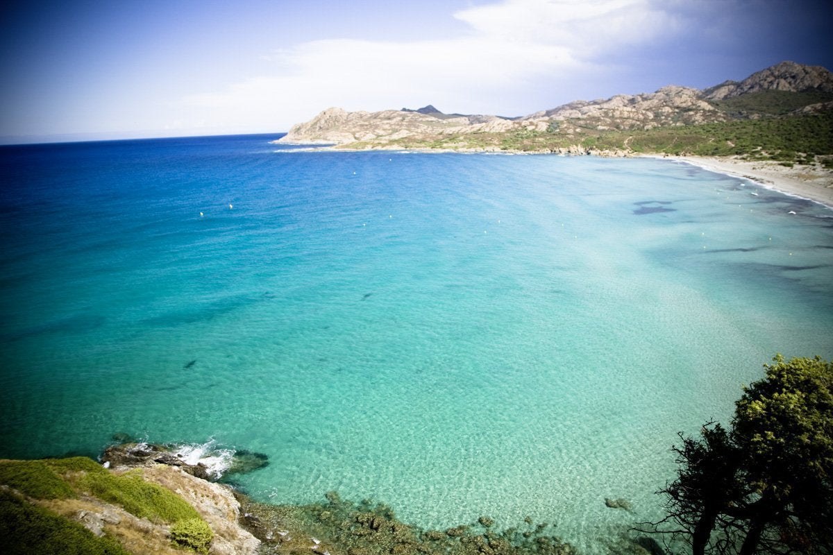 Café géant | Elefantenkaffee Maragogype (1000 g, Bohnen entier) - Die größten Bohnen der Welt, ohne Säure, extra doux