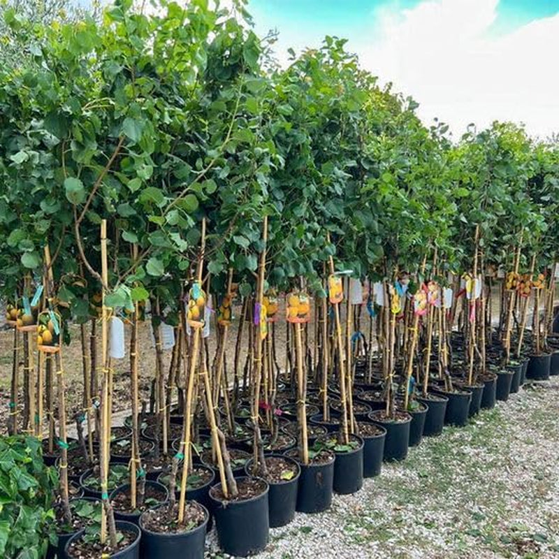 Aprikosenbaum Monteporzio Obstbaum Im Topf 20 Cm Höhe Ca. 170 Cm – Alter 2 Jahre - Italienische Gärtnerei