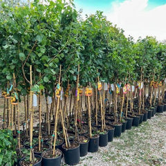 Aprikosenbaum Fracasso Obstbaum Im Topf 26 Cm Höhe Ca. 180 Cm – Alter 4 Jahre - Italienische Gärtnerei