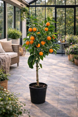 Mandarinenbaum 100–140 Cm Im Topf C17 – Citrus Reticulata – Mandarinen Pflanze Winterhart Bedingt, Immergrünes Zitrusbäumchen Für Balkon & Terrasse, Aromatische Früchte
