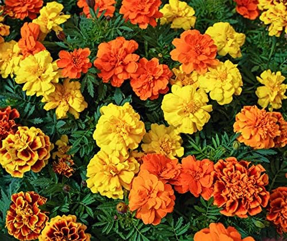 La Verde MON JARDIN ET MOI. Tagetes Bonita Mélanger les graines de fleurs pendant env. 100 plantes, soucis à longue floraison, fleurs doubles, graines sans OGM