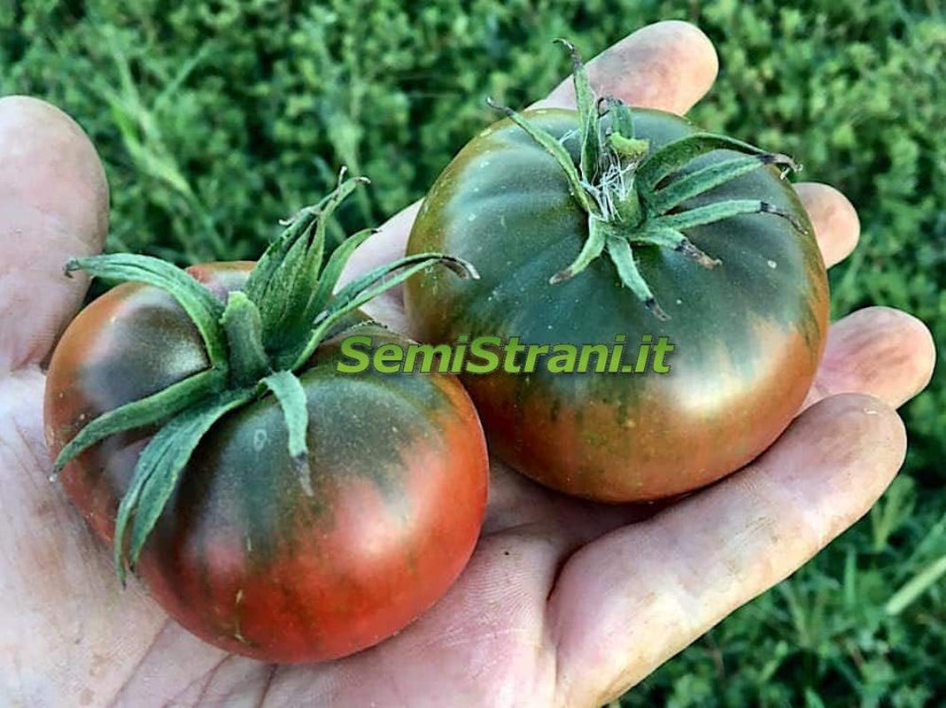 200 TOMATENSAMEN in 20 SELTENE SORTEN REICH an NÄHRSTOFFKONSTANTEN + LEITFADEN: ITALIENISCHE RIESENTOMATE, KRIMSCHWARZ, GRÜNES ZEBRA, INDIGO ROSE, CHEROKEE PURPLE, ROMA, SAN MARZANO Usw