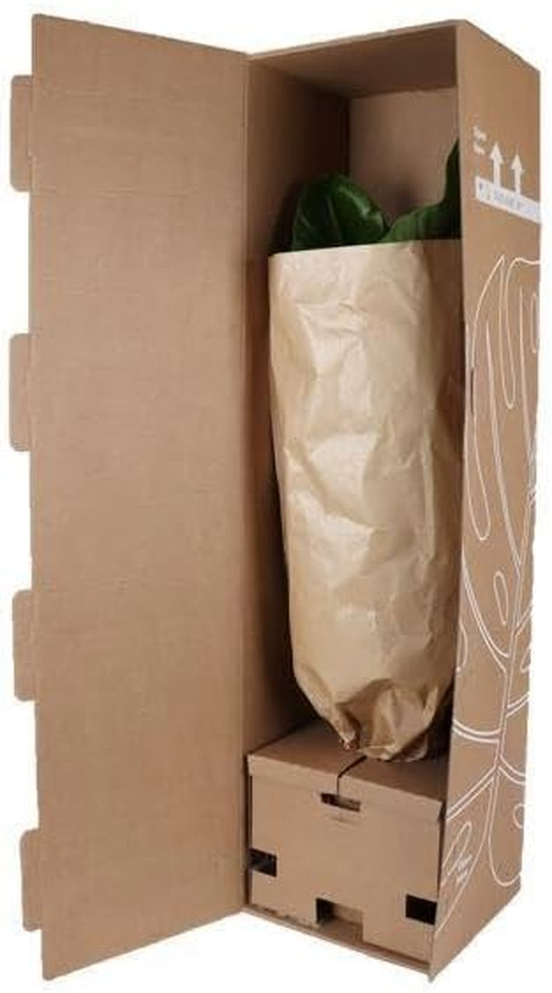 Trendyplants - Pachira Aquatica - Geldbaum - Zimmerpflanze - Höhe 130-150 Cm - Topfgröße Ø24Cm