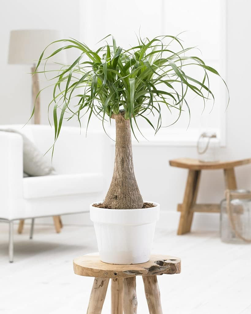 Bloomique - Beaucarnea Recurvata - Elefantenfuß - Zimmerpflanzen - Luftreinigend - Tierfreundlich - Pflegeleicht - 70-90 Cm Hoch - Topf 24 Cm