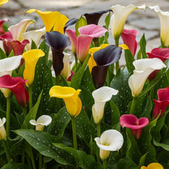 Calla Lilien Zwiebeln Winterhart Mehrjährig - Zantedeschia - 10 große Blumenzwiebeln, 5 Sorten Mix - Echte Pflanzen aus Holland - für Garten und Topf (große Knollen, kein Samen und nicht künstlich)