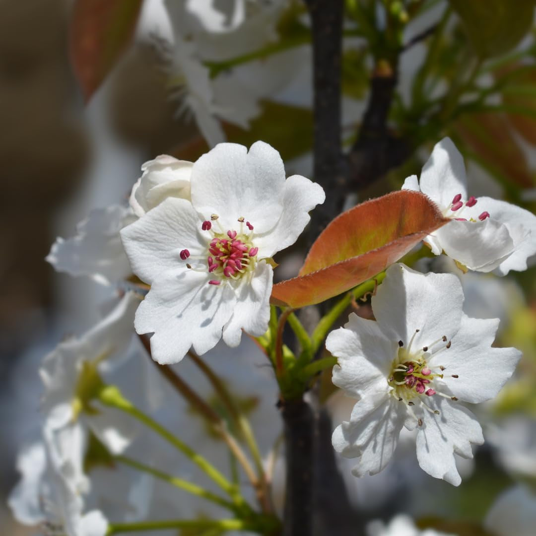 Nashi Shinseik - Obstpflanzen Antik Auf Blumentopf Einer Vase Von 26 - Baum Max 200 Cm – 4 Jahre Anbau Italien