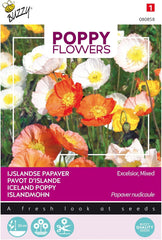 Fleurs de pavot Buzzy Poppy Islande