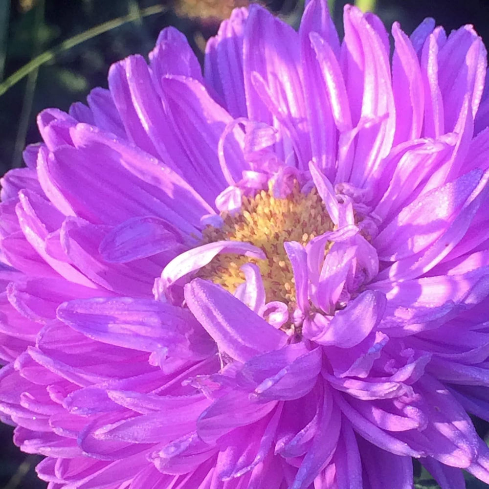 Krallenaster (Callistephus Chinensis) Bio - Ca. 100 Samen Sehr Alte Einjährige Sommerblume Zierpflanze Schnittblume Bienenweide
