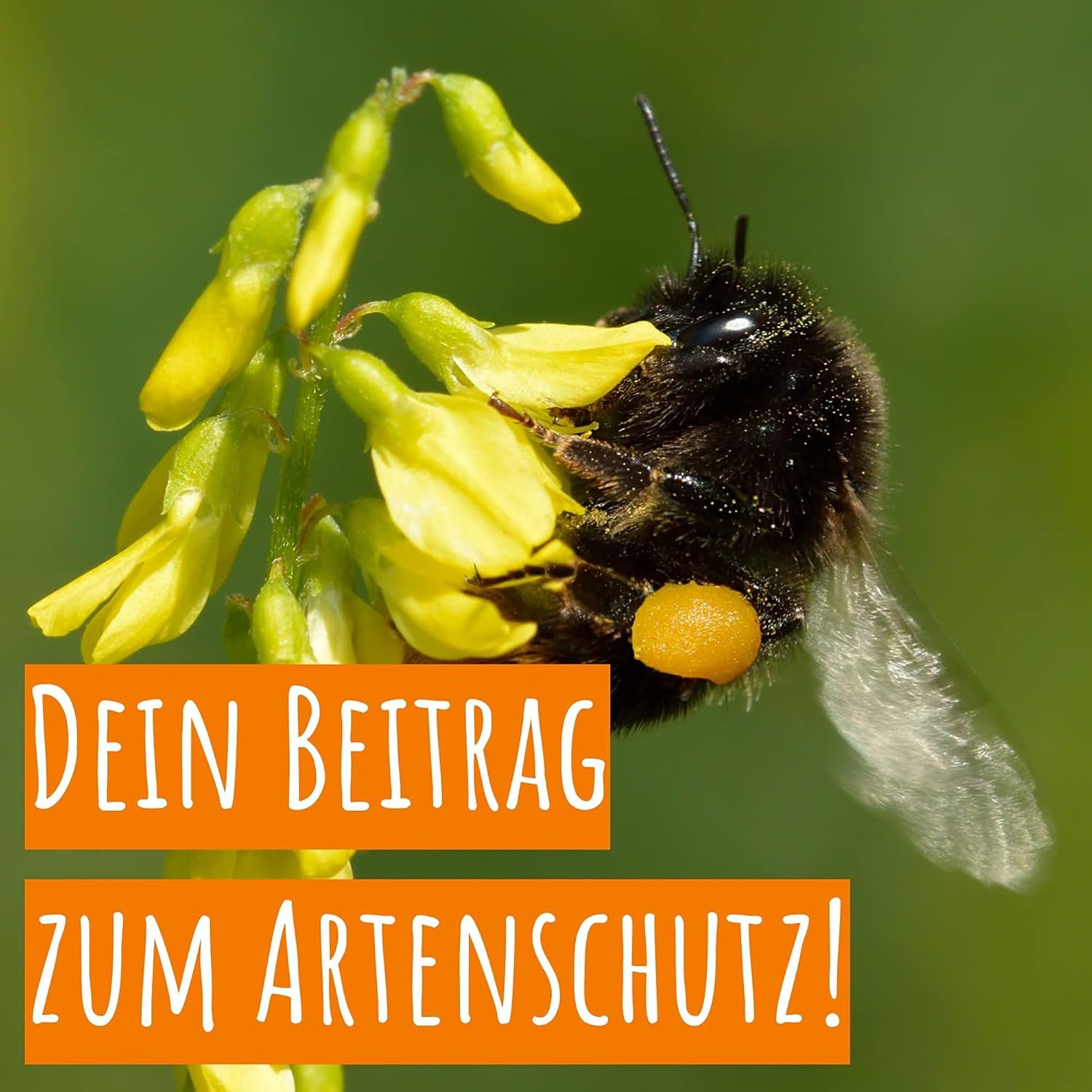Bienenweide Samentütchen - Blumenwiesensamen Mehrjährig - Blumensamen Als Hochzeitsgeschenk, Gastgeschenk, Werbegeschenk, Werbeartikel Personalisiert (100 X 4G)