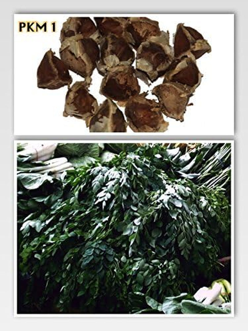 Moringa - Moringa oleifera - 100 graines *Aussi appelé raifort*