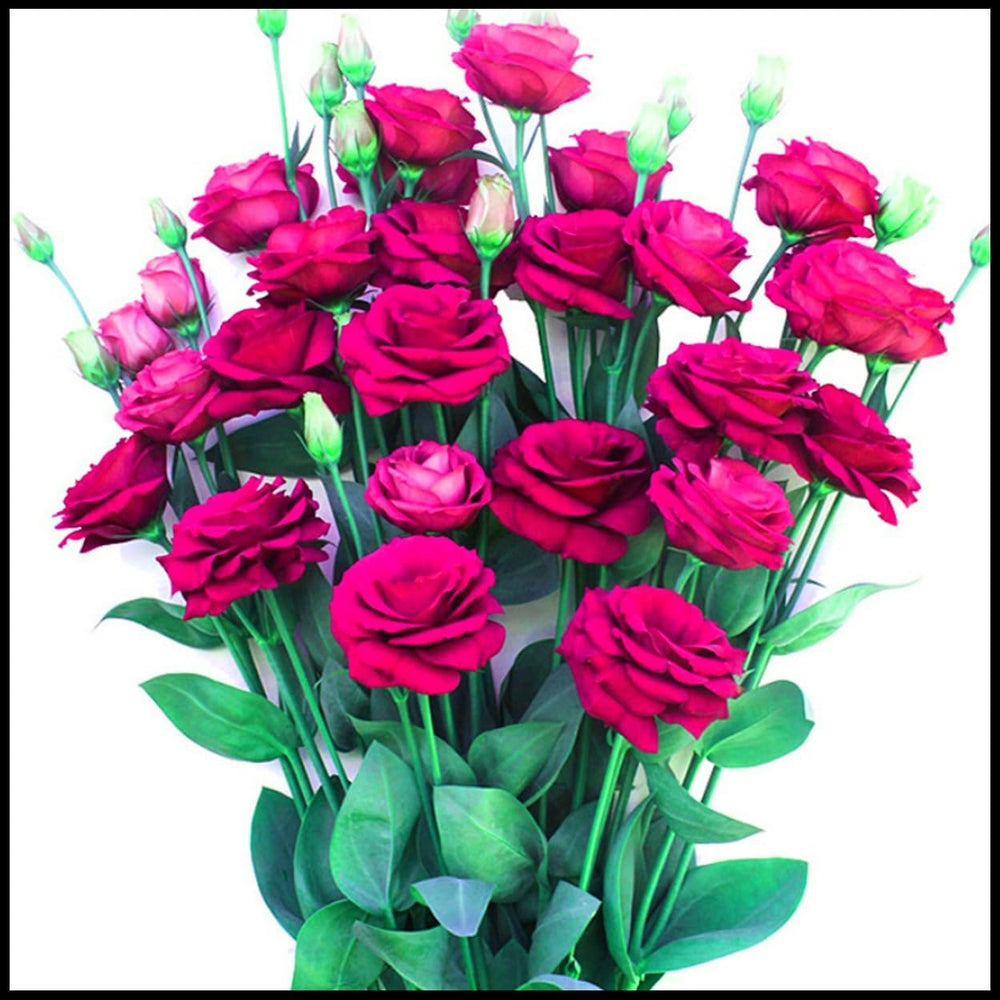 Mélange de bulbes de fleurs, ampoule magique mystère, plantation rustique, bulbe de fleurs vivaces résistant à l’hiver, bulbes rustiques - 3 bulbes d’orchidées