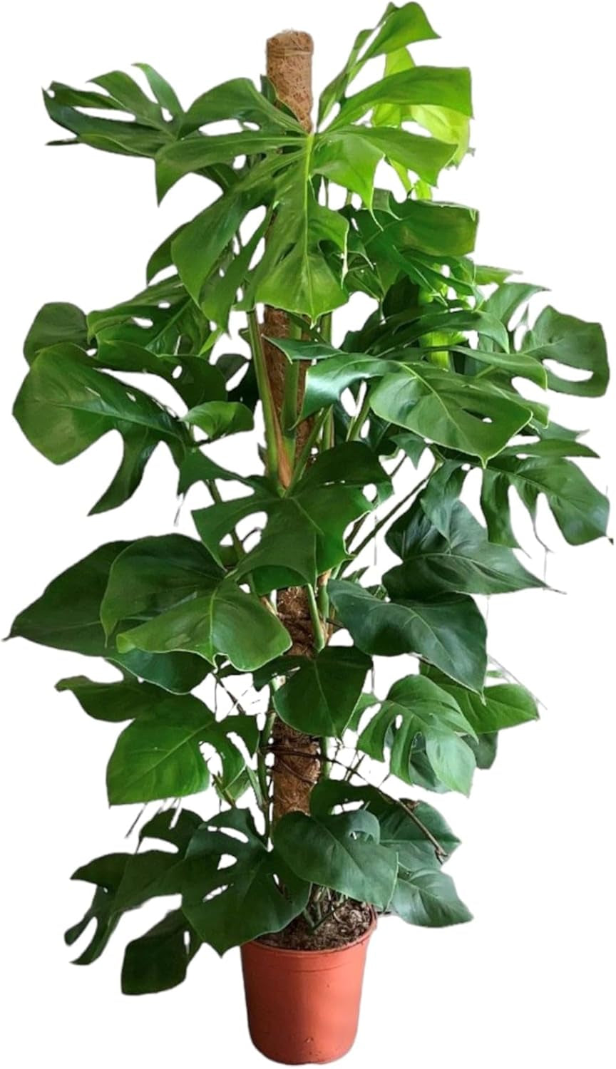 Trendyplants - Monstera Deliciosa - Lochpflanze - Zimmerpflanze - Höhe 140-160 Cm - Topfgröße Ø27Cm