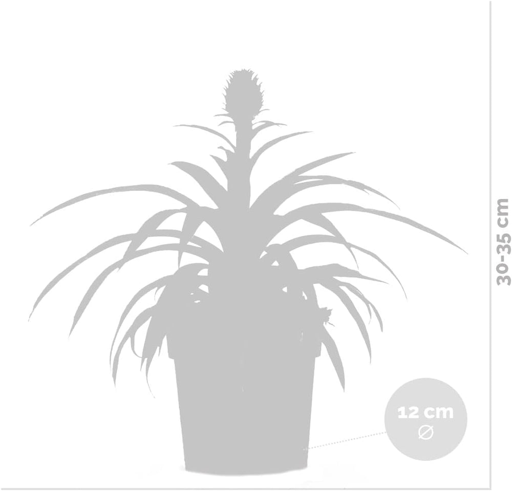 Bloomique - 2Er Set - Ananas Comosus - Ananas Pflanze - Bromelien - Zimmerpflanzen - Luftreinigend - Höhe 30-40 Cm - Topf 12 Cm