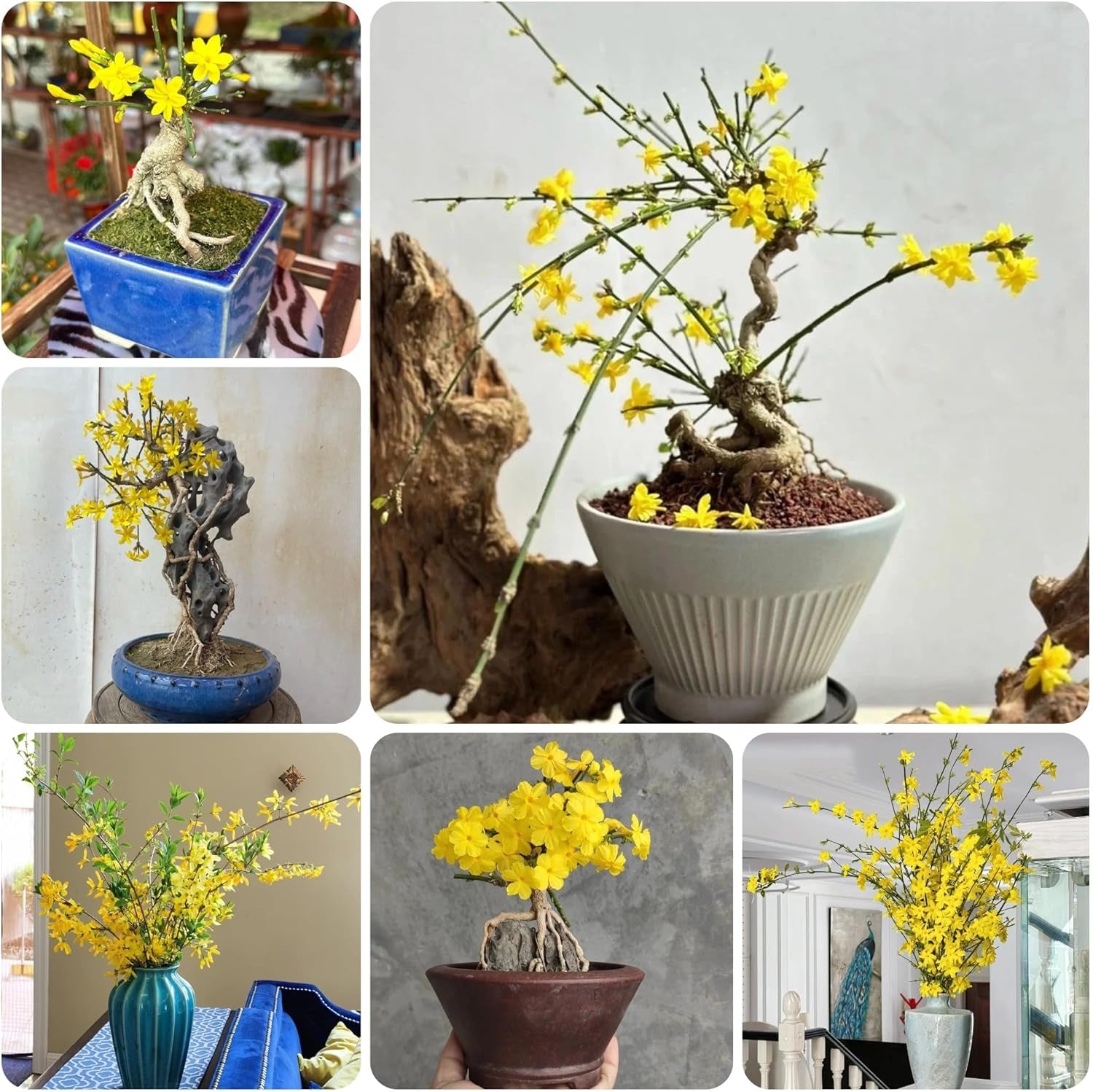 Winterjasmin Schnell Wachsende Sträucher Jasminum Nudiflorum Blumenbeet Sträucher Winterhart Blühend Bio Kletterpflanzen Frühlingsblume Gartendeko Für Draußen Balkonpflanzen 100Samen