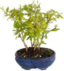 KENTIS - Granatapfel-Bonsai - Punica Granatum Bonsai - Echte Pflanzen Für Den Außenbereich - Handgefertigter Keramiktopf - Topf Ø 15 H 20-30 Cm