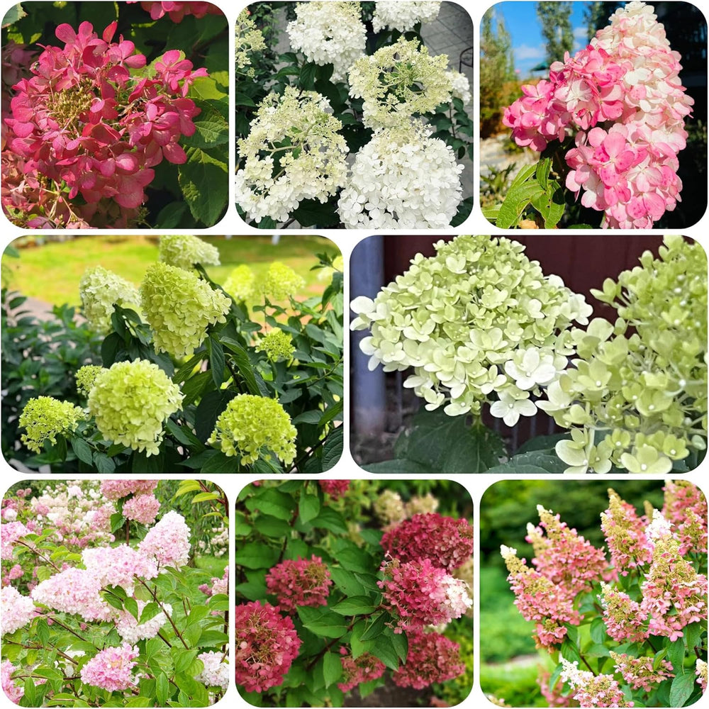Rispenhortensie, Rispenhortensien Balkonblumen Schnittblumen Hortensien Topfpflanzen Hecken Zierblumen Für Sonnige Plätze Minigarten Schnell Wachsende Sträucher Gartendeko Für 40Samen