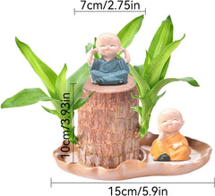 Brasilianische Holzpflanze Mit Blumentopf, Brasilianisches Glücksholz, Hydroponische Topfpflanze, Hydroponische Glücksholzpflanze, Reinigt Die Raumluft, Büro-Schreibtischpflanze Für Den Innenbereich