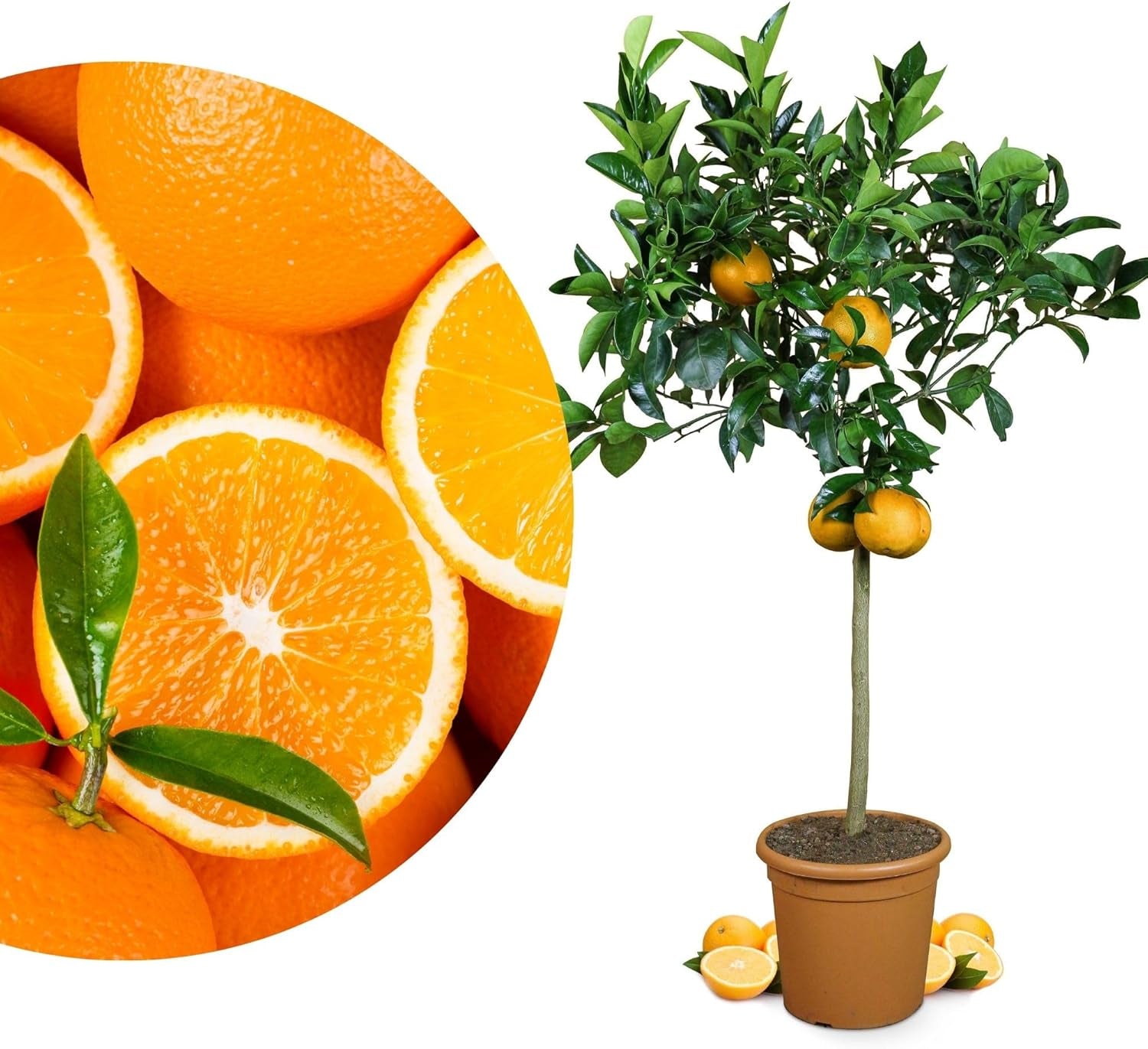 Orange de My Oranjeria - orange vraie - plante d'agrumes - Citrus sinensis - Orange - orange greffée pour jardiniers (Mezzo [M])