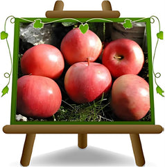 Apfelbaum Abbondanza Rossa – Antike Sorte, Topf Ø 20 Cm, Höhe 150–170 Cm, Alter: 2 Jahre – Italienische Baumschule