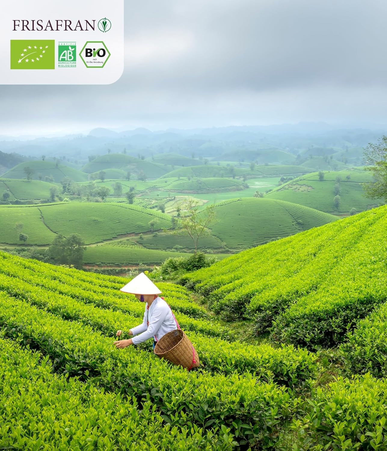 FRISAFRAN | Ceai verde Gunpowder cu mentă bio, vrac, 100 g | Antioxidant | Ceai verde japonez | Digestiv | Sănătos | Băutură răcoritoare | Infuzie de mentă | Ceai pur | Frunze de mentă | Cald-rece | Mentă