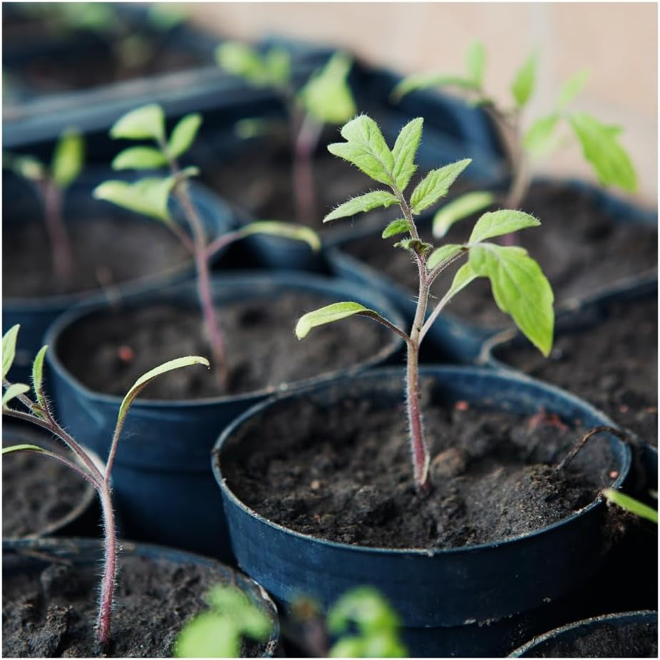 Tomate RED CHERRY, Mehrfarbig, EC8004