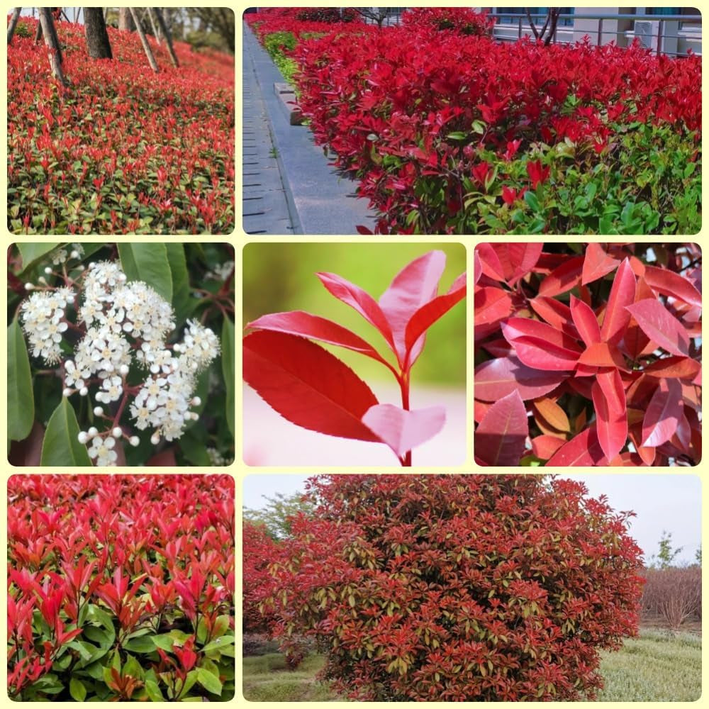 Glanzmispel Red Robin, Garten Photinia Fraseri Red Robin, Blühende Sträucher Winterhart Bio Seltene Balkonpflanzen 700Samen