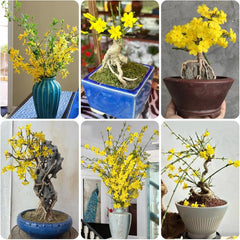 Winterjasmin Schnell Wachsende Sträucher Jasminum Nudiflorum Blumenbeet Sträucher Winterhart Blühend Bio Kletterpflanzen Frühlingsblume Gartendeko Für Draußen Balkonpflanzen 100Samen