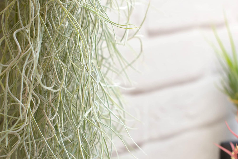 Air Plant Tillandsien Usneoides - Feenhaar Weiß - Tillandsien Hängend – Hängepflanze – Hängedeko - Luftpflanzen Hängend - Feenhaar Weiß - Pflanze Ohne Erde (1, 20-30 Cm)