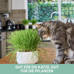 The Cat Ladies 3Er Set Katzengras Samen - Gras Anzuchtset Für Katzen - Gras Zum Fressen Für Die Katze - 3X Katzengrassamen Set - Katzengras Für Balkon Und Wohnung