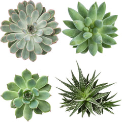 Vdvelde.Com - Ecoworld Mini Sukkulenten Set Echt - 10 Verschiedene Arten Sehr Pflegeleicht, Benötigen Wenig Wasser - 10 Mini Sukkulente Echte Pflanzen Ø 6 Cm - Höhe 8-15 Cm