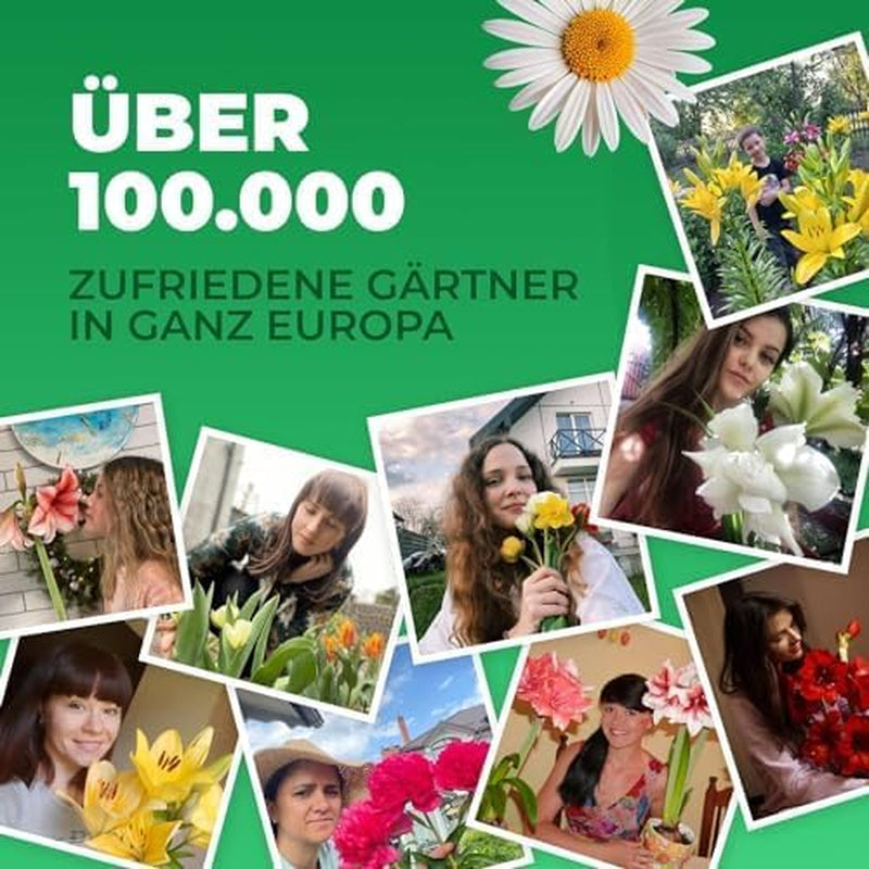 Calla Bulbs Hardy Vivace – Zantedeschia Orange Passion (Orange) – 5 grands bulbes de fleurs – Véritables plantes hollandaises – Pour jardin et pots (pas de graines, non artificielles)