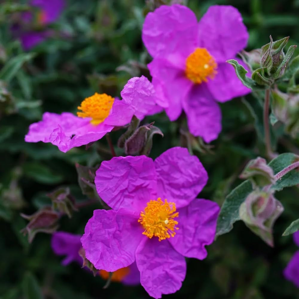 Zistrose Zimmerbonsai Schnittblumen Cistus Creticus Garten Baumsamen Bonsai Sommerblumen Balkonpflanzen Frühlingsblumen Exotische Bio Grünpflanzen Gartenpflanzen Winterhart Mehrjährig 300Samen